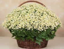 Цветочная композиция из Ромашки в корзине #REPLACE_PRED# Синявино